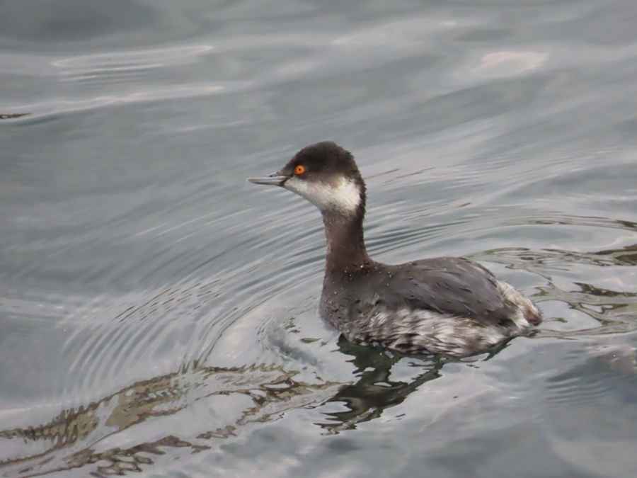 Eared Grebe